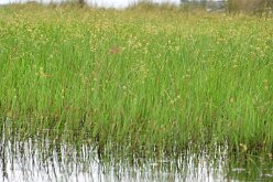 DSC_8875 our first outing was in a canoe