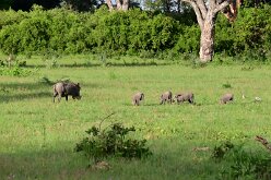 DSC_8898 wart hogs - Buffalo Island