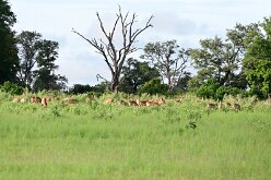 DSC_8900 Buffalo Island