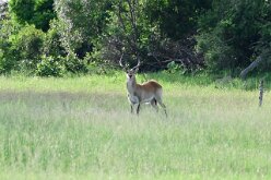 DSC_8903 Buffalo Island
