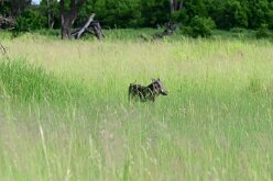 DSC_8908 Buffalo Island