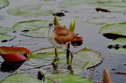 DSC_8951 Okavango Delta