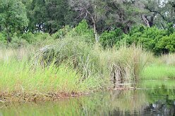 DSC_8964 Okavango Delta