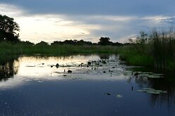 DSC_8970 Okavango Delta