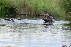DSC_8990 Okavango Delta