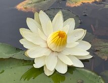 WDTQE0762 water lilly - photo taken by Andrea Orleans