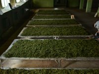 tea drying out