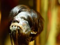 shrunken head in museum