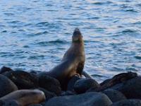 Sea Lions roam the islands like stray cats and dogs