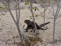 On the beach Iguanas roam freely.