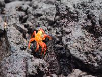 These brightly coloured crabs are beautiful