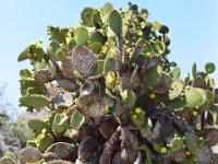 Cactus tree Plaza Island
