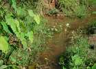 DSC 9096  Jungle stream.