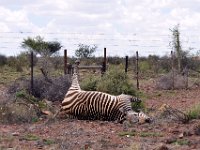 Poor Zebra got tangled up in a fence and perished.