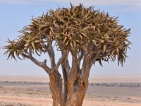One of the most interesting trees I have seen - Quiver tree