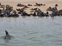 Seals at Walvis Bay