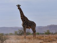 Damaraland - curious giraffe looking at us