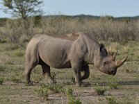 Ongava reserve - Black Rhino