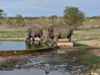 Ongava reserve - White Rhinos