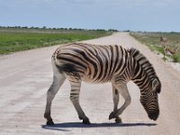 Otasha National Park - Zebra crossing