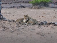 Hoanib - Lion cubs near the camp