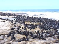 Skeleton Coast seal colony