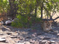 Hoanib - lioness with fresh kill