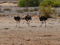 Hoanib - ostriches