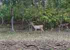 DSC 1700  Deer in Perriyer