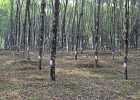 DSC 0882  Rubber plantation