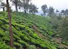 DSC 0981  Tea plantation